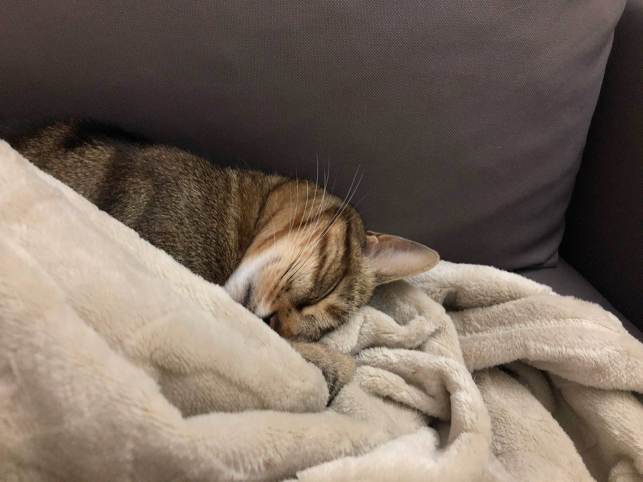 Jun a rejoint le concours — aidez-le/la à gagner de superbes lots ! american_shorthair, asian, bengal, carnivore, cat, comfort, domestic_short_haired_cat, dragon_li, european_shorthair, fawn, felidae, fur, kitten, nap, paw, sleep, small_to_medium_sized_cats, snout, tabby_cat, whiskers