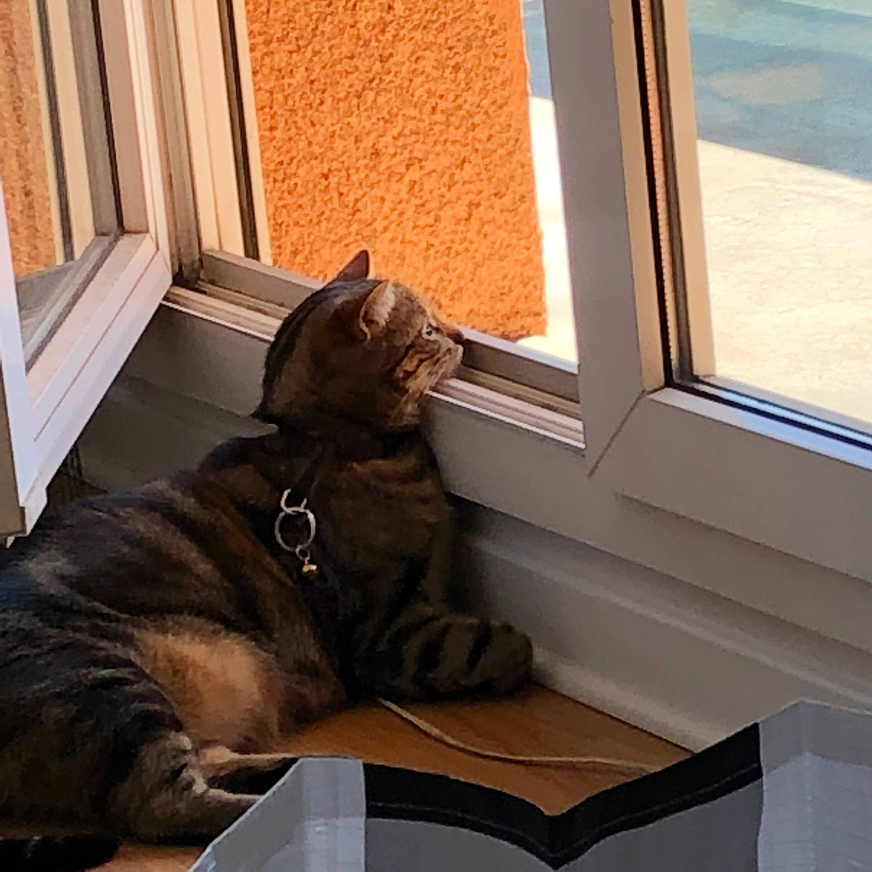 Jun participe au concours pour gagner de l'argent avec cette photo : american_shorthair, asian, carnivore, cat, comfort, domestic_short_haired_cat, dragon_li, european_shorthair, fawn, felidae, floor, fur, mammal, small_to_medium_sized_cats, tail, whiskers, window