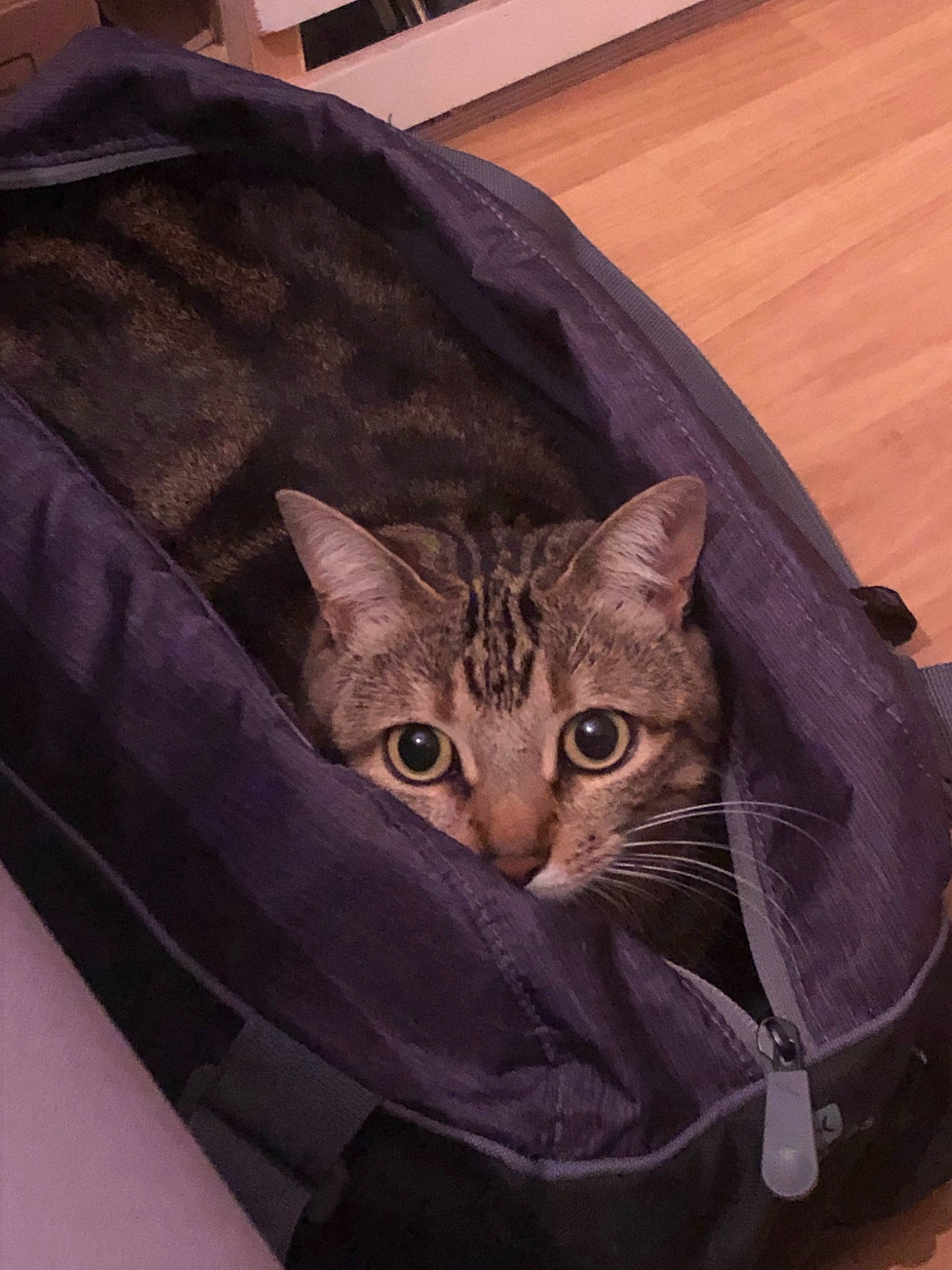 Jun participe au concours pour gagner de l'argent avec cette photo : american_shorthair, asian, bag, carnivore, cat, domestic_short_haired_cat, european_shorthair, felidae, fur, kitten, small_to_medium_sized_cats, whiskers