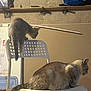 Lune Et Arcane participe au concours pour gagner de l'argent avec cette photo : cat, chair, indoor, pet, furniture, resting, perched, animal, home, domestic, playful, gray_cat, white_chair, wall, shelf, storage, basket, relaxed, two_cats, domestic_animal