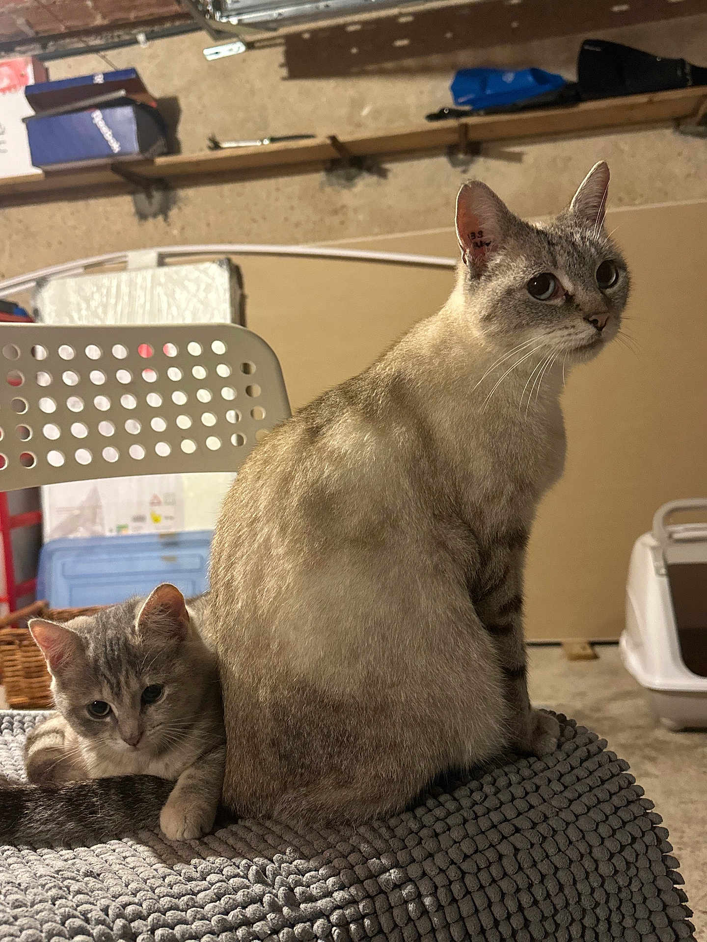 Lune Et Arcane a rejoint le concours — aidez-le/la à gagner de superbes lots ! cat, cats, indoor, pet, feline, animal, cute, fur, whiskers, relaxed, chair, mat, household, cozy, domestic, sitting, snuggling, gray, tabby, companion