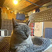 Lune Et Arcane a rejoint le concours — aidez-le/la à gagner de superbes lots ! cat, gray_cat, sleeping, mat, chair, indoor, room, light, rustic, wall, shelf, storage, box, quiet, pet, feline, resting, cozy, furniture, warm_light