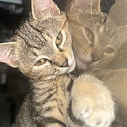 Arley participe au concours pour gagner de l'argent avec cette photo : animal, cat, closeup, curious, cute, ears, eyes, face, feline, fur, indoor, kitten, mammal, paw, pet, reflection, soft, tabby, whiskers, young