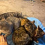 animal, blanket, blue_blanket, cat, cats, concrete_floor, domestic_cat, feline, fur, group, hand, human, indoor, litter_box, pet_bowls, pets, resting, snuggling, striped, tabby