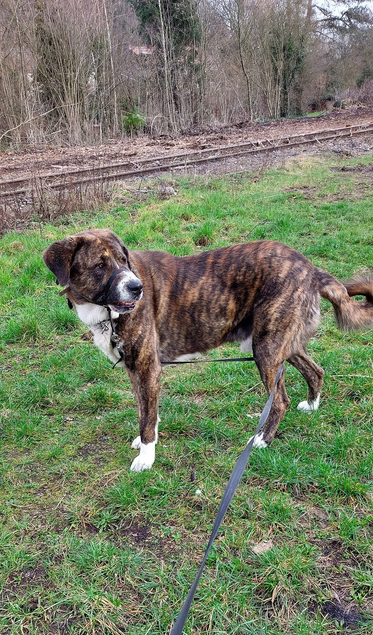 Pogo participe au concours pour gagner de l'argent avec cette photo : boxer, canidae, carnivore, collar, companion_dog, dog, dog_breed, dog_collar, fawn, grass, liver, plant, snout, sporting_group, tail, terrestrial_animal, tree, treeing_tennessee_brindle, working_animal, working_dog