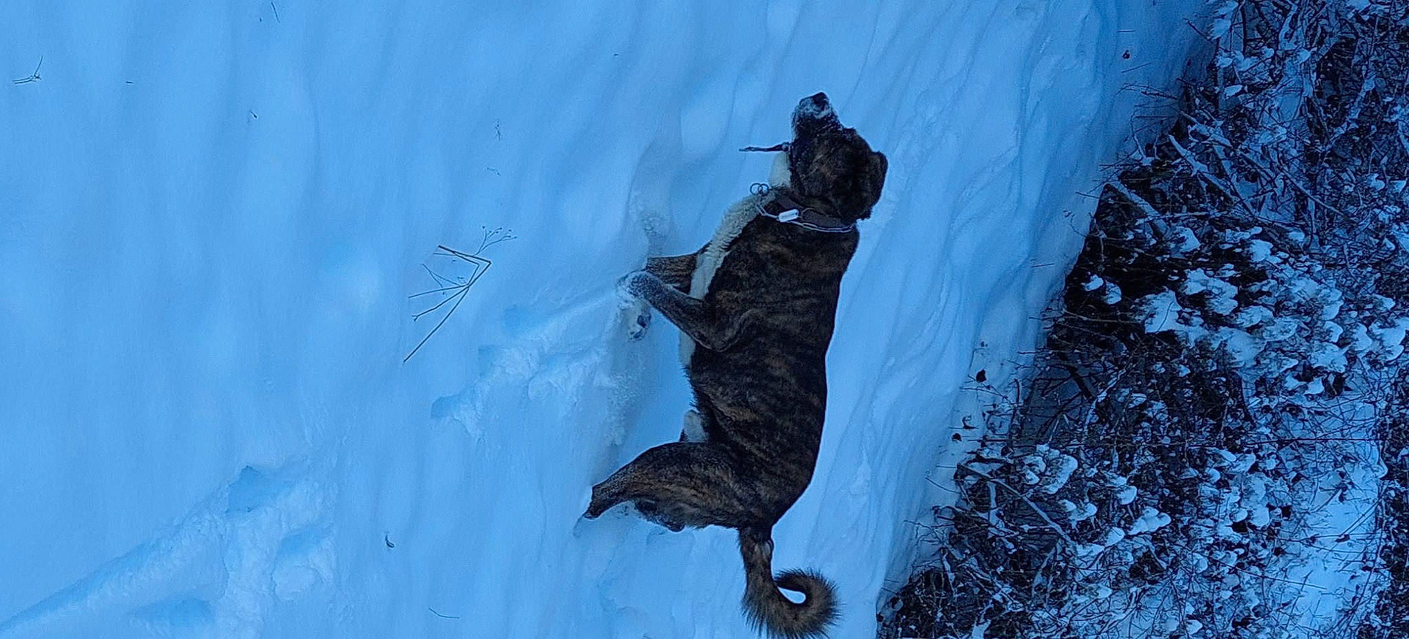 Pogo participe au concours pour gagner de l'argent avec cette photo : arctic, art, electric_blue, feather, freezing, frost, glacial_landform, ice_cap, massif, painting, people_in_nature, recreation, shadow, slope, snow, tree, twig, visual_arts, winter, wood