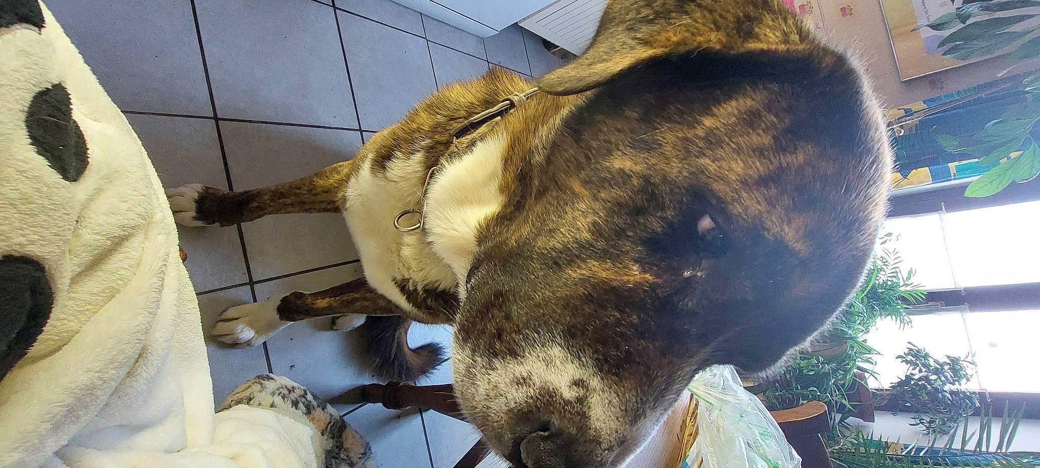 Pogo a rejoint le concours — aidez-le/la à gagner de superbes lots ! canidae, carnivore, collar, dog, dog_breed, fawn, fur, liver, natural_material, pet_supply, plant, snout, sporting_group, terrestrial_animal, whiskers, working_animal