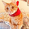 Luna a rejoint le concours — aidez-le/la à gagner de superbes lots ! animal, bandana, cat, cozy, cushion, cute, decor, domestic_cat, ears, eyes, fur, furniture, home, indoor, living_room, orange_tabby, pet, portrait, sitting, whiskers