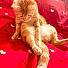 Luna a rejoint le concours — aidez-le/la à gagner de superbes lots ! animal, bed, cat, cozy, curious, cute, domestic_cat, feline, fur, heart_pattern, indoor, orange_tabby, pet, red_bedspread, relaxed, resting, sleepy, soft_light, tail, whiskers