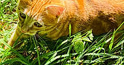 Luna participe au concours pour gagner de l'argent avec cette photo : alert, animal, cat, closeup, crouching, curious, daylight, ears, feline, grass, greenery, mammal, nature, orange_tabby, outdoor, pet, playful, sunlight, whiskers, young_cat