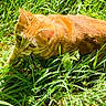 alert, animal, cat, closeup, crouching, curious, daylight, ears, feline, grass, greenery, mammal, nature, orange_tabby, outdoor, pet, playful, sunlight, whiskers, young_cat