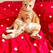 Luna participe au concours pour gagner de l'argent avec cette photo : animal, bed, bedroom, cat, cozy, cute, domestic_cat, feline, furniture, ginger_cat, heart_pattern, indoor, looking_at_camera, orange_fur, paws, pet, red_bedspread, relaxed, resting, whiskers