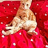 animal, bed, bedroom, cat, cozy, cute, domestic_cat, feline, furniture, ginger_cat, heart_pattern, indoor, looking_at_camera, orange_fur, paws, pet, red_bedspread, relaxed, resting, whiskers