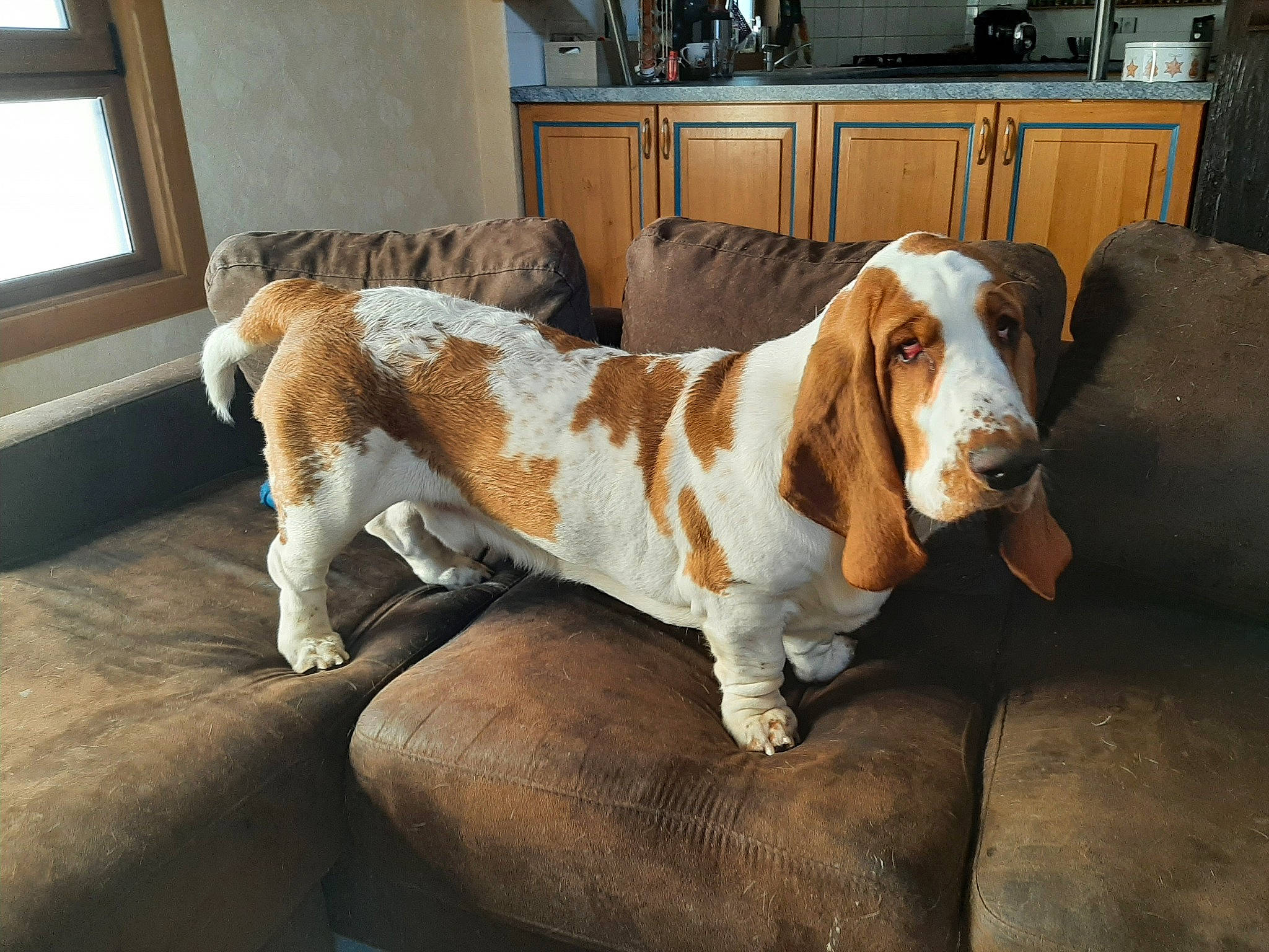 Rufus participe au concours pour gagner de l'argent avec cette photo : cabinetry, carnivore, companion_dog, cupboard, dog, dog_breed, drawer, fawn, flooring, fur, kitchen_appliance, liver, refrigerator, snout, sporting_group, terrestrial_animal, toy, whiskers, window, wood