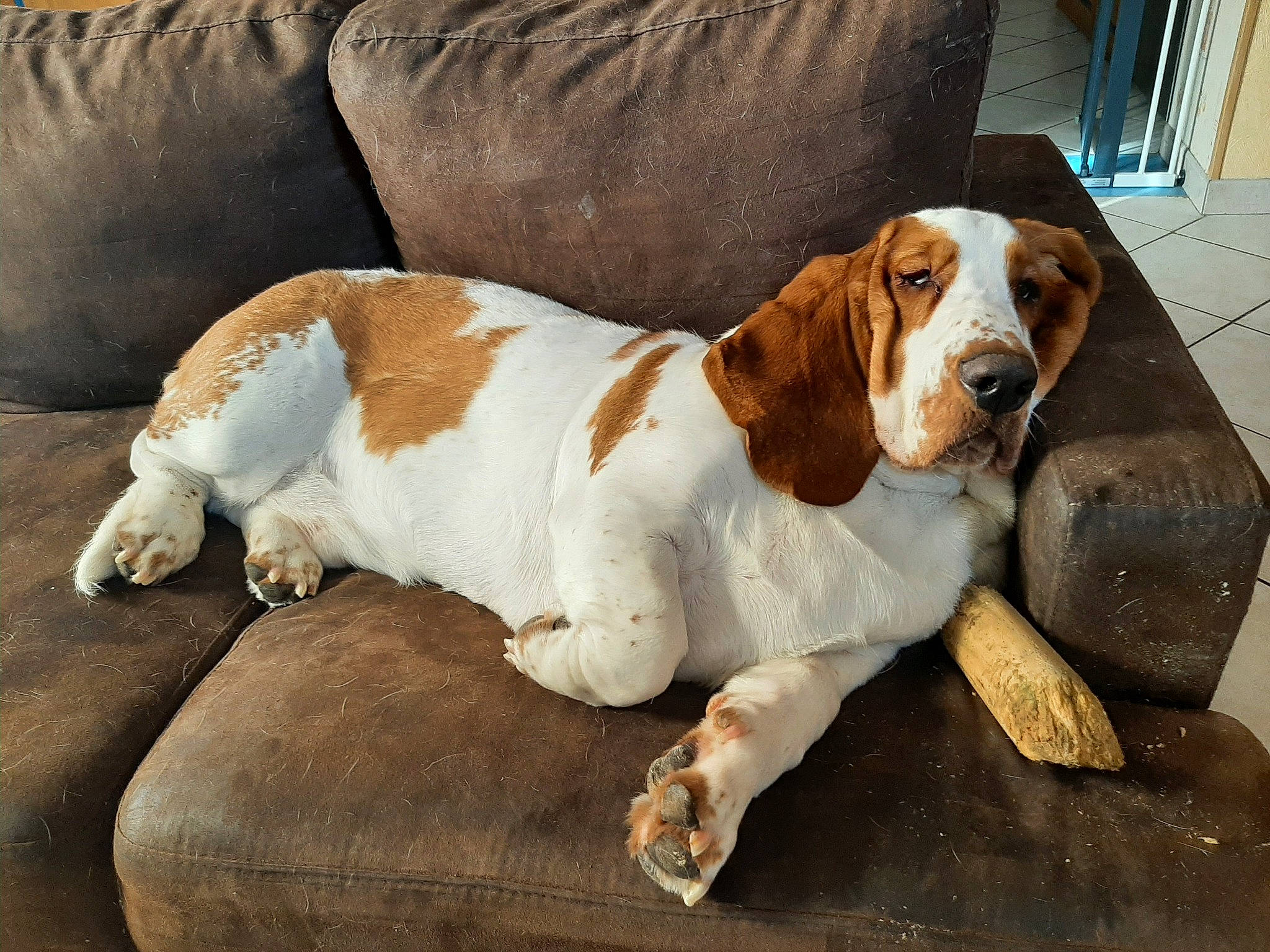 Rufus a rejoint le concours — aidez-le/la à gagner de superbes lots ! basset_hound, bored, canidae, carnivore, companion_dog, couch, dog, dog_breed, fawn, hound, hunting_dog, liver, scent_hound, snout, sporting_group, terrestrial_animal, working_animal