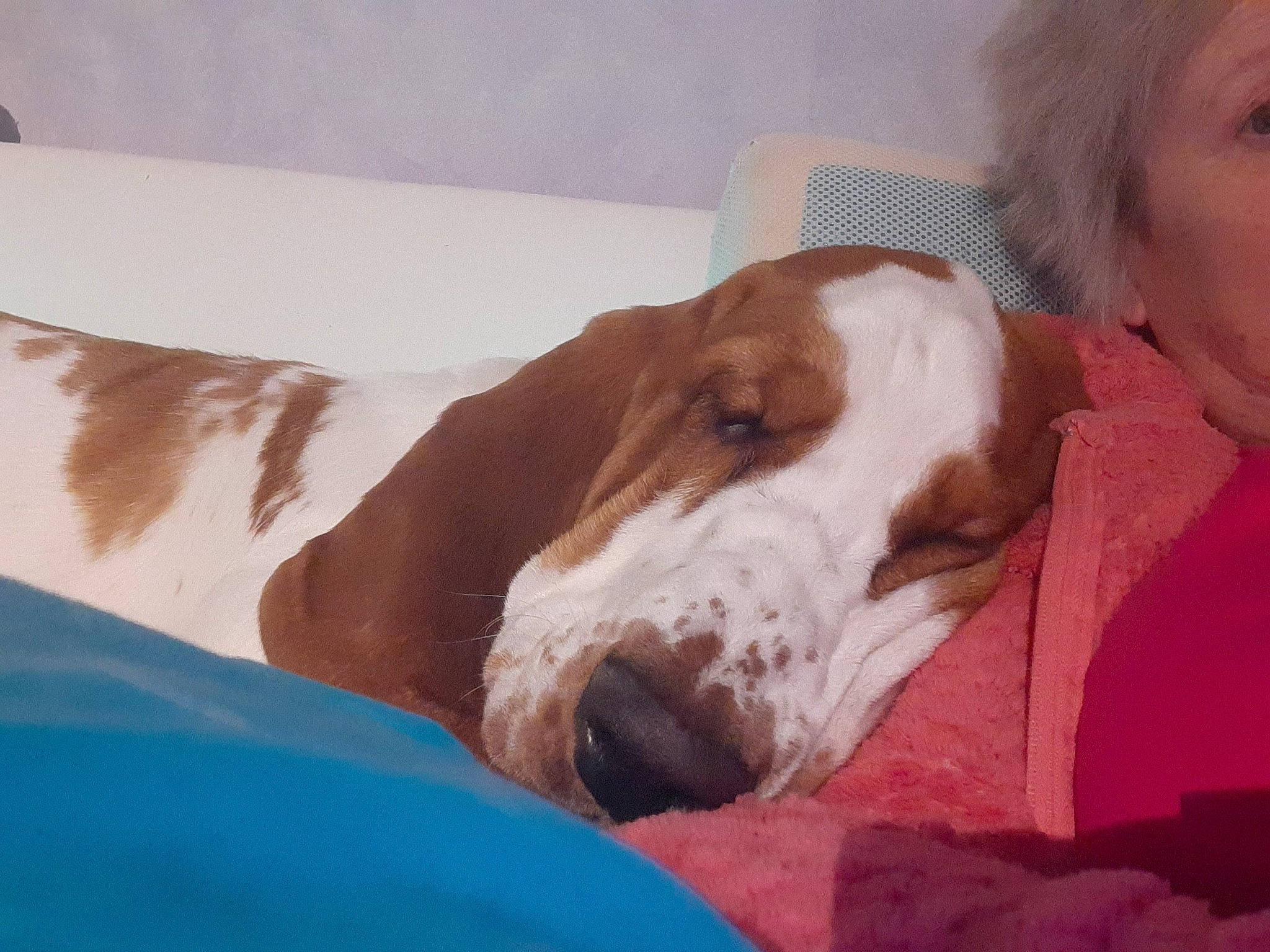 Rufus a rejoint le concours — aidez-le/la à gagner de superbes lots ! canidae, carnivore, comfort, companion_dog, dog, dog_breed, ear, fawn, fur, hound, hunting_dog, liver, nap, non_sporting_group, pet_supply, snout, sporting_group, working_animal