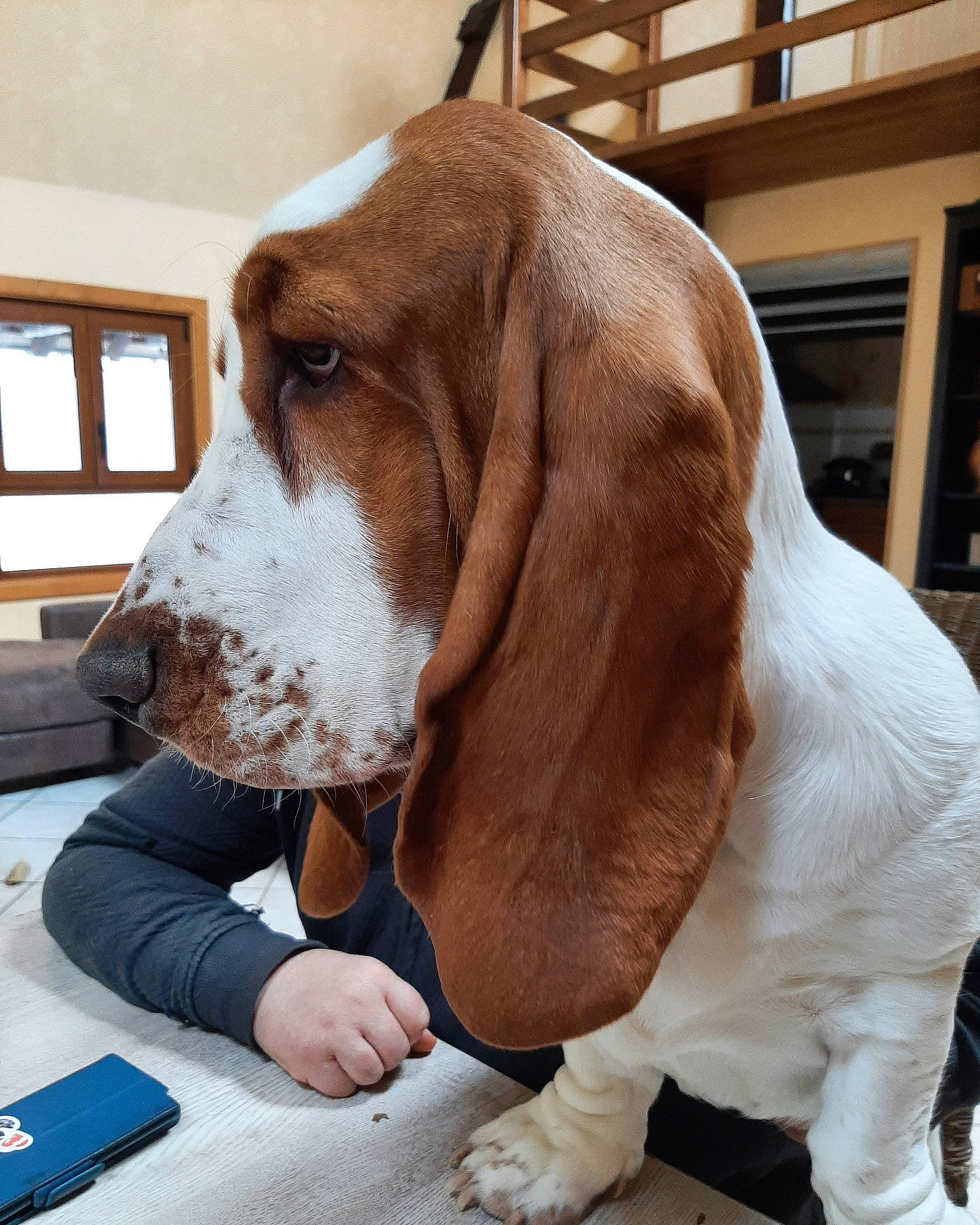Rufus participe au concours pour gagner de l'argent avec cette photo : basset_hound, canidae, carnivore, comfort, companion_dog, dog, dog_breed, fawn, fur, hound, liver, mammal, scent_hound, snout, sporting_group, terrestrial_animal, vertebrate, whiskers, window, working_animal