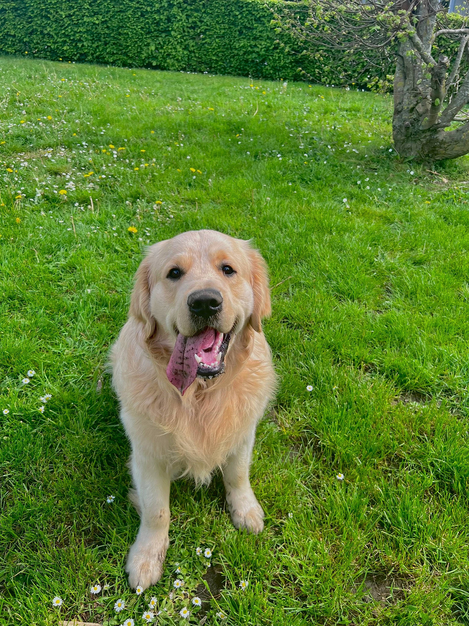 Goldy participe au concours pour gagner de l'argent avec cette photo : canidae, carnivore, companion_dog, dog, dog_breed, fawn, garden, golden_retriever, grass, grassland, groundcover, gun_dog, lawn, plant, sporting_group, tree, working_animal, working_dog