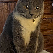 Ms Ella joined the competition — help win amazing prizes! animal, bed, bell_collar, cabinet, cat, cute, domestic_cat, eyes, feline, fur, furniture, gray_cat, indoor, looking_at_camera, pet, portrait, sitting, whiskers, white_paws, wooden_furniture