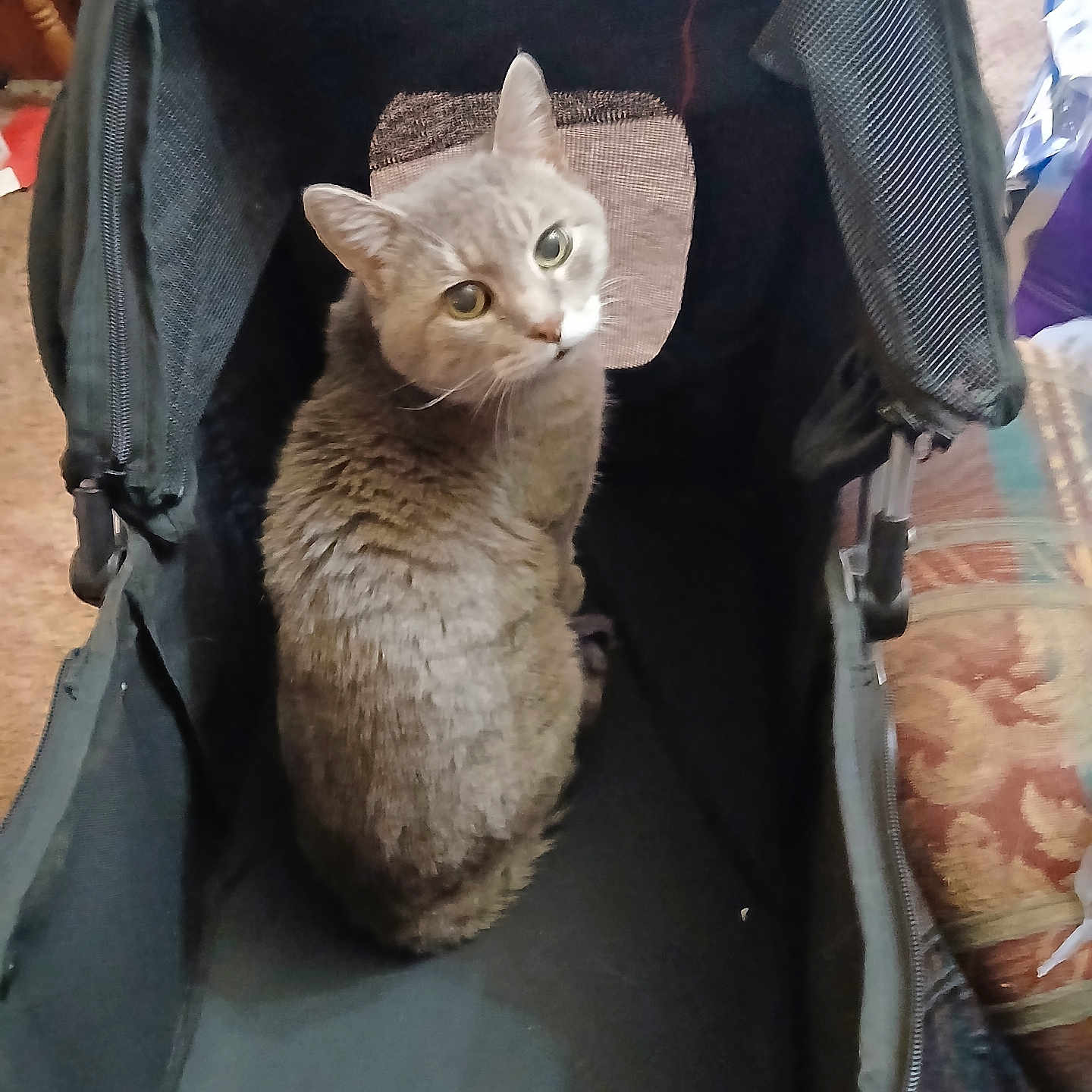 Milo joined the competition — help win amazing prizes! animal, carrier, cat, companion, cozy, curious, cute, domestic, ears, eye_contact, fur, furniture, gray_cat, household, indoor, looking_up, pet, seated, stroller, whiskers