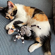 Luna participe au concours pour gagner de l'argent avec cette photo : cat, kitten, calico, sleeping, toy, spider_toy, cushion, blue, striped, fur, paw, tail, indoor, pet, cute, resting, cozy, animal, feline, relaxed