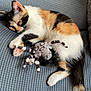 cat, kitten, calico, sleeping, toy, spider_toy, cushion, blue, striped, fur, paw, tail, indoor, pet, cute, resting, cozy, animal, feline, relaxed
