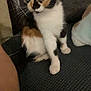 cat, kitten, calico, pet, indoor, couch, cushion, fur, animal, whiskers, ears, eyes, paw, sitting, curious, household, furniture, cozy, person_arm, texture