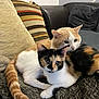cat, calico_cat, ginger_cat, couch, blanket, cushion, indoor, pet, animal, fur, resting, snuggling, cozy, domestic, two_cats, relaxing, home, feline, companion, cute