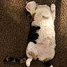 Smore joined the competition — help win amazing prizes! animal, belly, calico, carpet, cat, collar, cozy, cute, domestic_cat, feline, fluffy, fur, indoor, paw, pet, relaxed, resting, sleeping, tail, whiskers