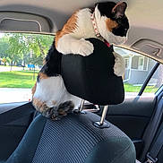 Smore is registered to the contest to win money with this photo: animal, calico, car_interior, car_seat, cat, clinging, collar, curious, daylight, feline, greenery, headrest, house_outside, inside_car, outdoor_view, pet, seat_fabric, travel, urban, window