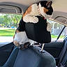 animal, calico, car_interior, car_seat, cat, clinging, collar, curious, daylight, feline, greenery, headrest, house_outside, inside_car, outdoor_view, pet, seat_fabric, travel, urban, window