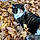 Smore
