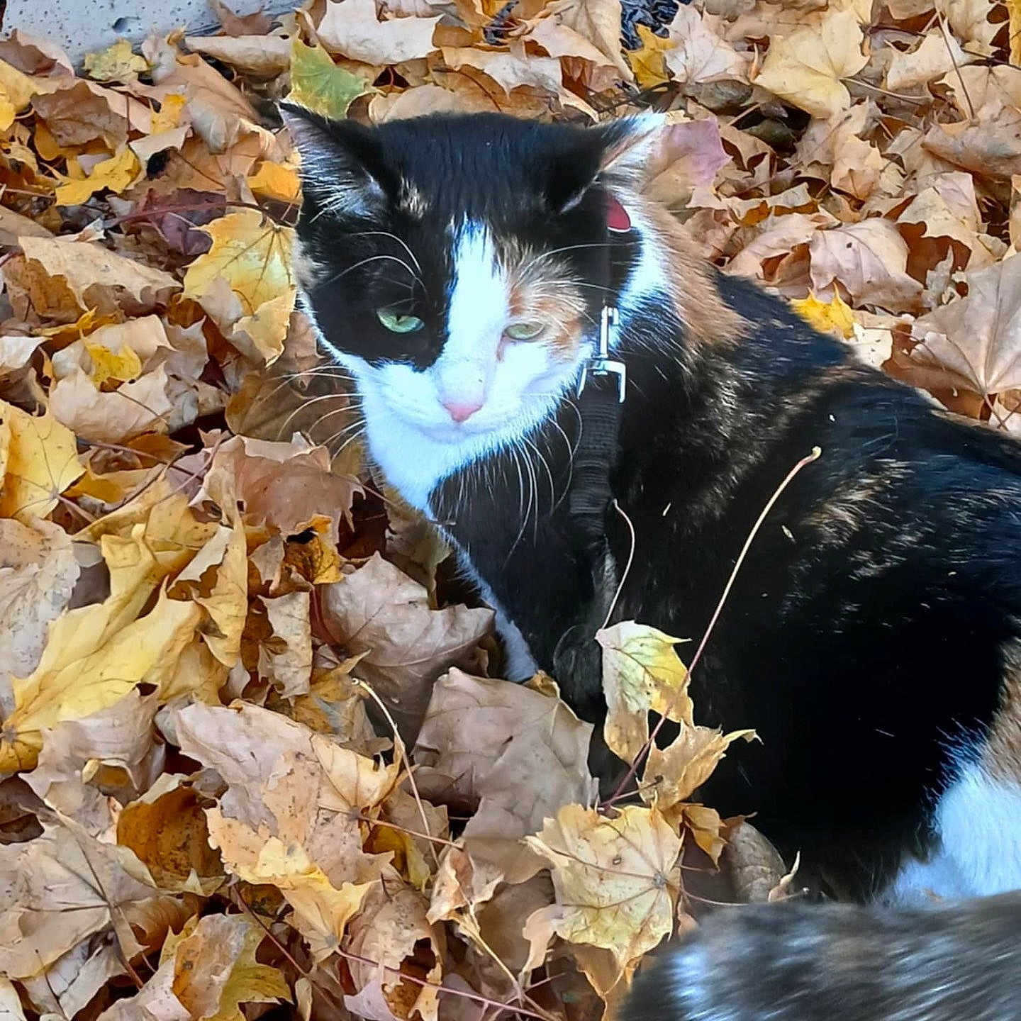 Smore is registered to the contest to win money with this photo: animal, autumn, black_fur, brown_leaves, calico, cat, closeup, concrete_wall, curious, fall, fur, green_eyes, harness, leash, leaves, nature, orange_leaves, outdoor, pet, white_fur