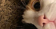 Smore is registered to the contest to win money with this photo: animal, calico, carpet, cat, close_up, closeup, curious, cute, domestic, ear, eye, face, feline, fur, indoor, nose, pet, portrait, texture, whiskers