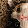 animal, calico, carpet, cat, close_up, closeup, curious, cute, domestic, ear, eye, face, feline, fur, indoor, nose, pet, portrait, texture, whiskers