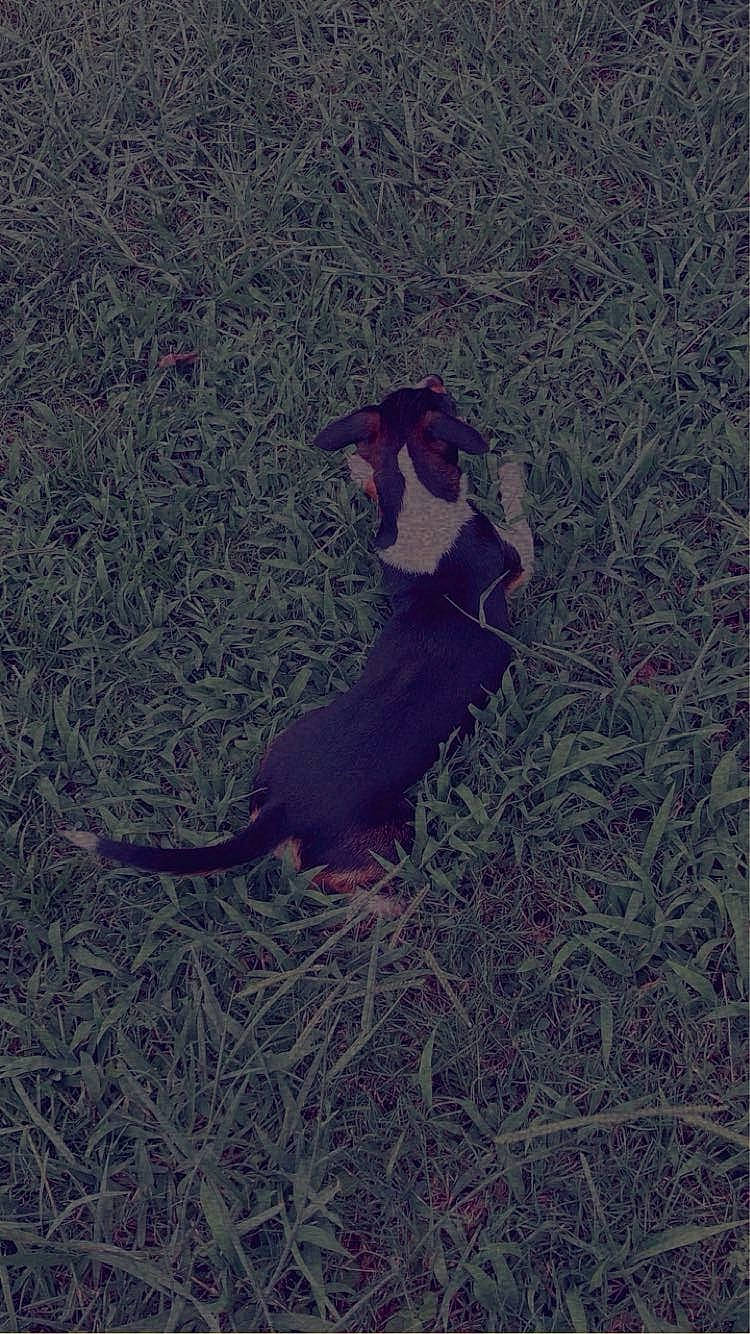 Missy joined the competition — help win amazing prizes! canidae, carnivore, dog_breed, fur, grass, magenta, plant, shadow, soil, tail, terrestrial_animal, tints_and_shades, tree, twig, wood