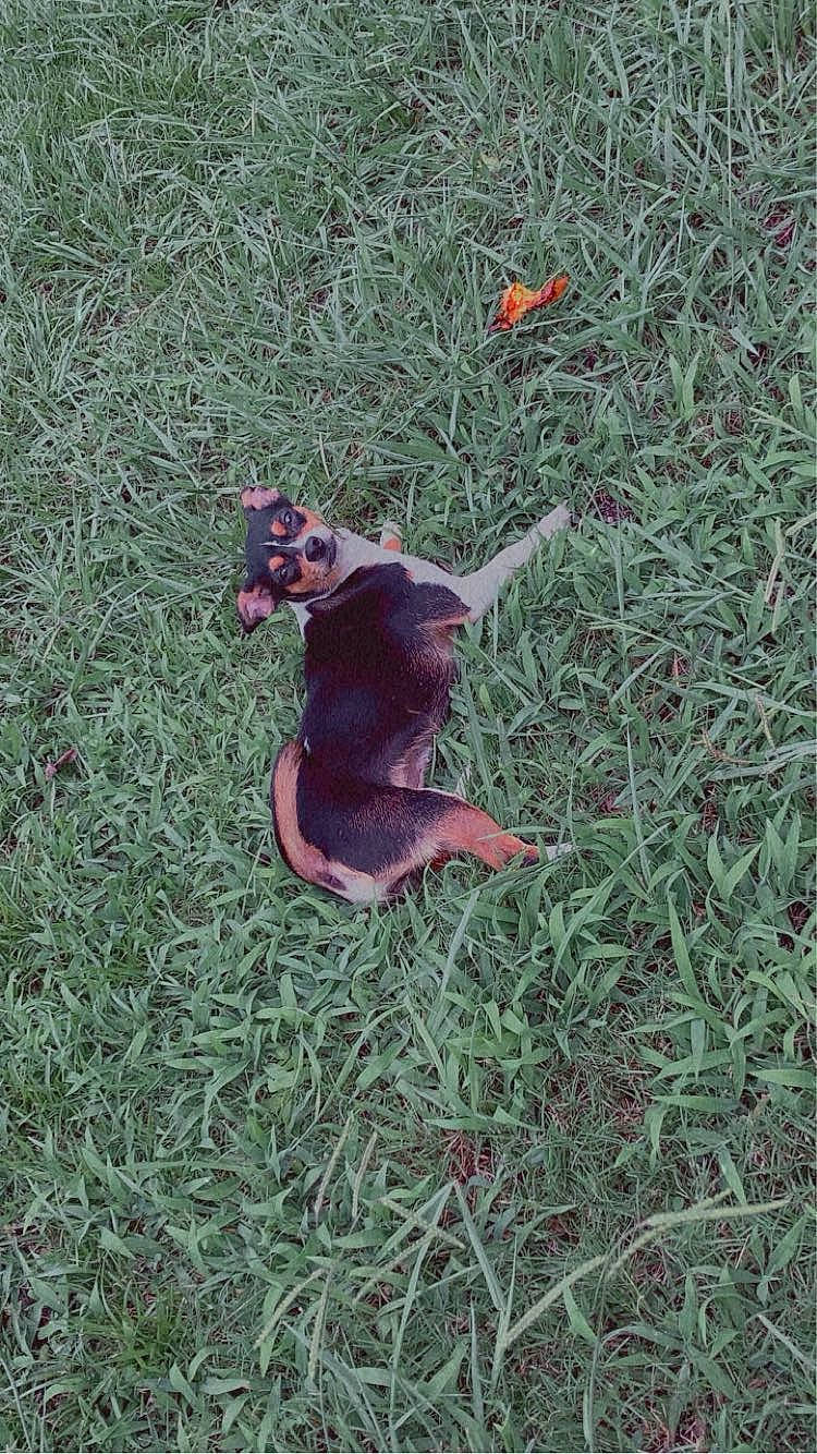 Missy is registered to the contest to win money with this photo: companion_dog, dog, dog_breed, fawn, grass, grassland, groundcover, landscape, lawn, pasture, people_in_nature, plant, prairie, shadow, shrub, soil, tail, terrestrial_animal, tree, wood