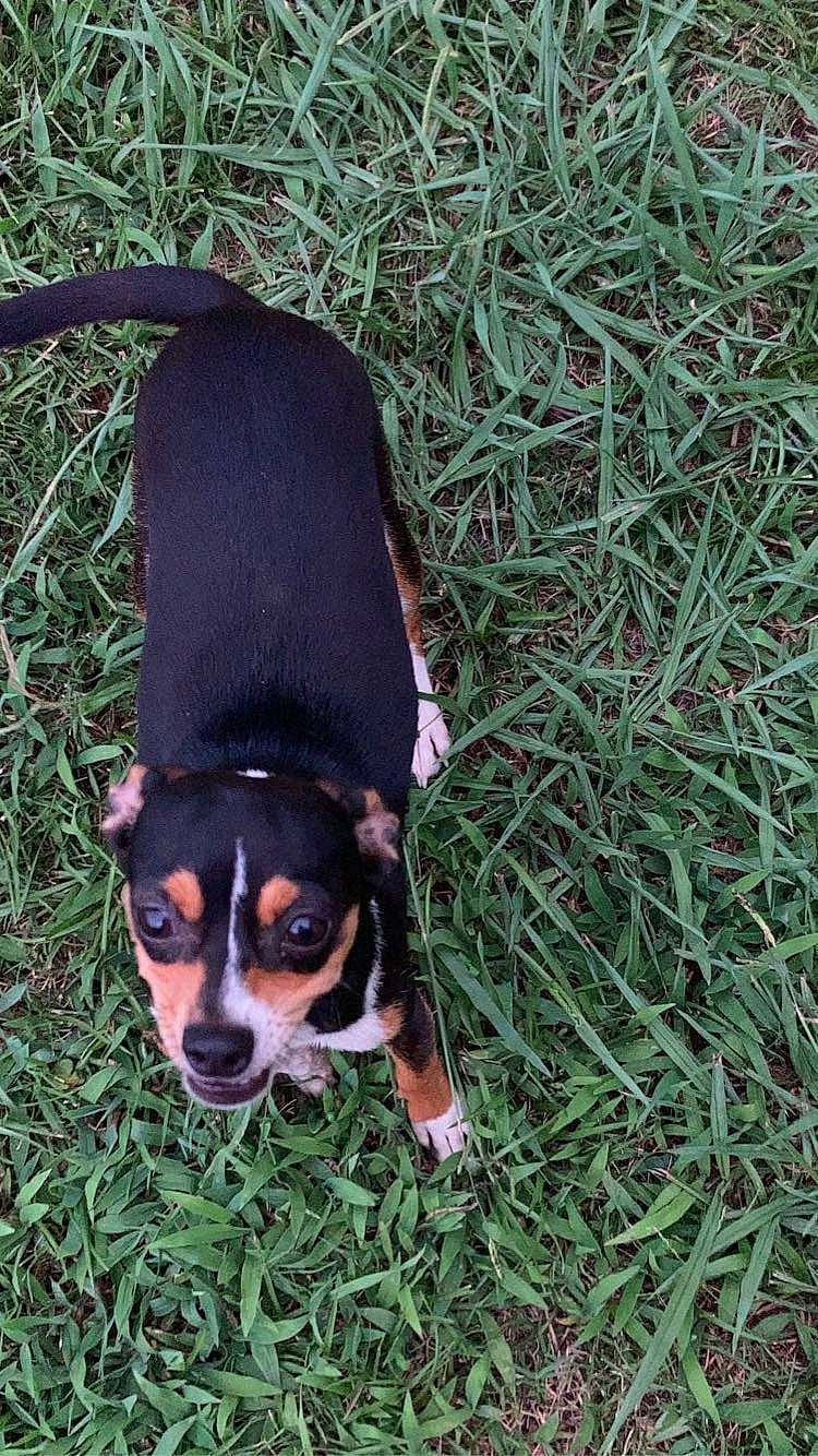 Missy joined the competition — help win amazing prizes! carnivore, companion_dog, dog, dog_breed, dog_supply, grass, groundcover, guard_dog, hound, hunting_dog, mammal, plant, sporting_group, terrestrial_animal, terrier, vertebrate, working_dog