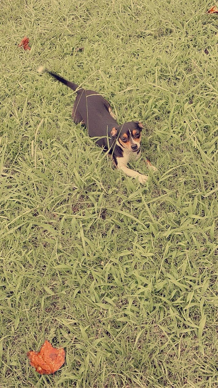 Missy is registered to the contest to win money with this photo: camouflage, carnivore, dog, dog_breed, eyewear, fawn, grass, grass_family, grassland, groundcover, people_in_nature, plant, prairie, shrub, soil, sunglasses, terrestrial_animal, tints_and_shades, twig, working_animal