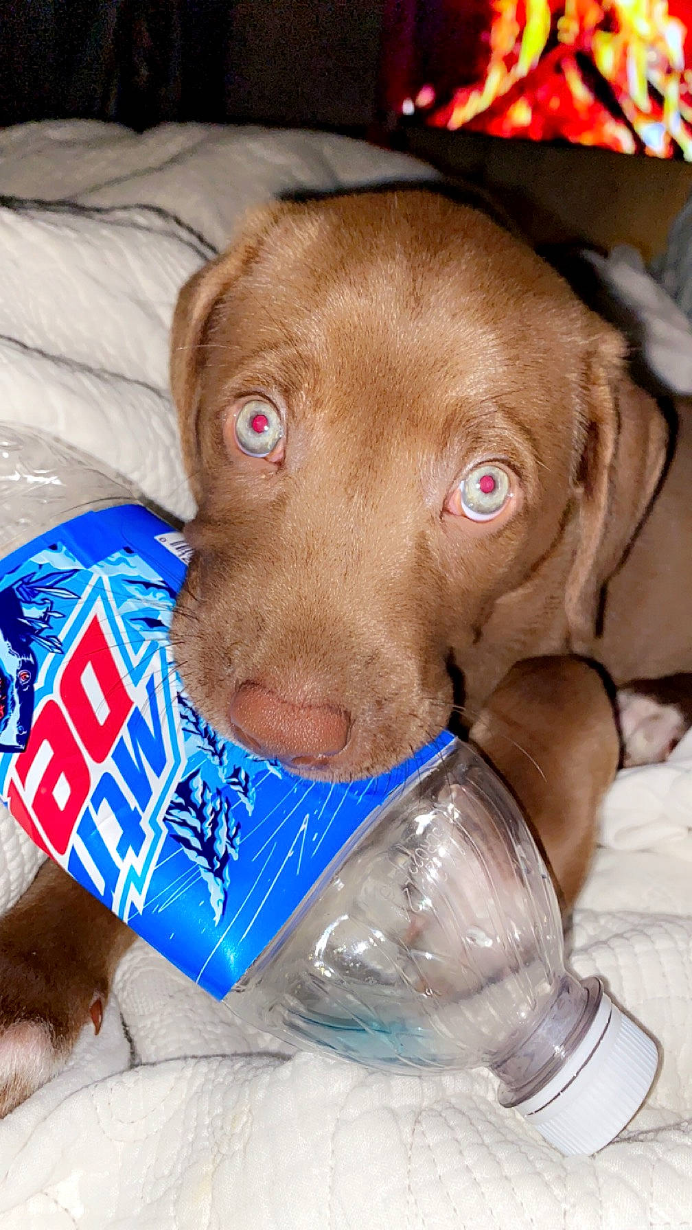 Whiskey is registered to the contest to win money with this photo: canidae, carnivore, collar, companion_dog, dog, dog_breed, dog_collar, dog_supply, ear, electric_blue, fawn, fur, gun_dog, liver, pet_supply, pointing_breed, snout, sporting_group, whiskers, working_animal