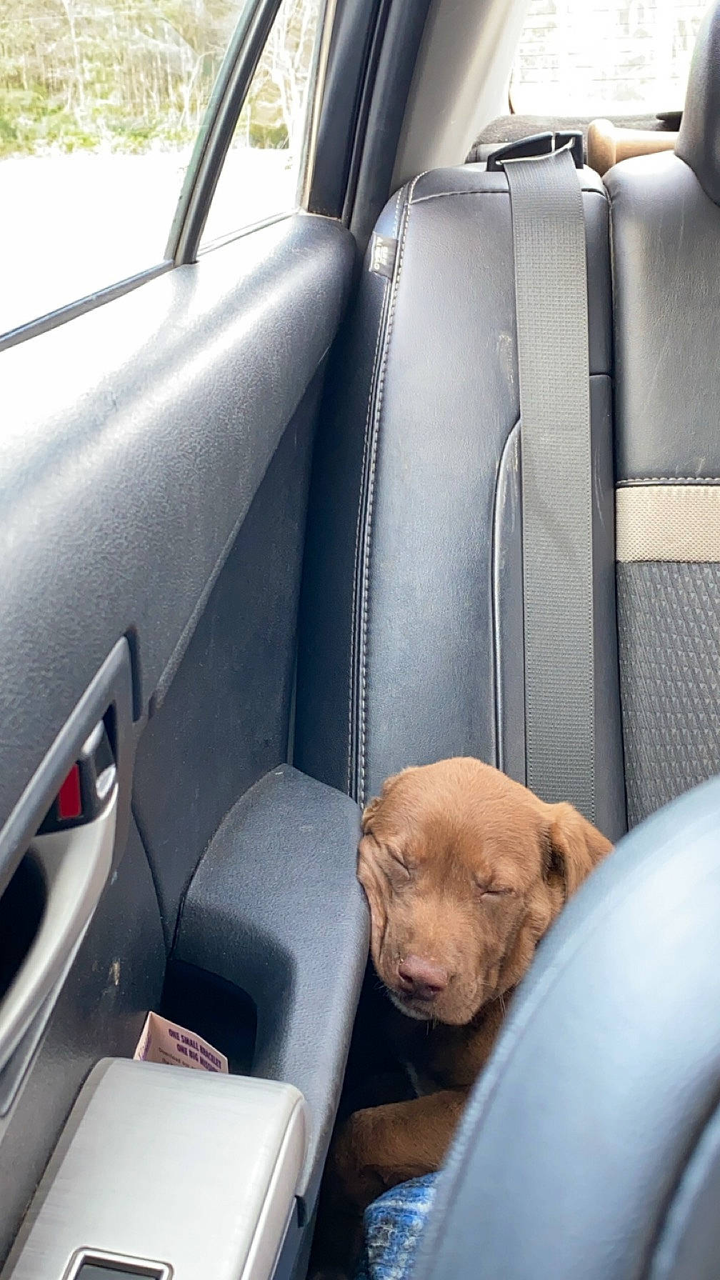 Whiskey is registered to the contest to win money with this photo: auto_part, automotive_design, automotive_exterior, car, car_seat, car_seat_cover, carnivore, companion_dog, dog, dog_breed, family_car, head_restraint, mid_size_car, mode_of_transport, motor_vehicle, personal_luxury_car, seat_belt, steering_part, vehicle, vehicle_door