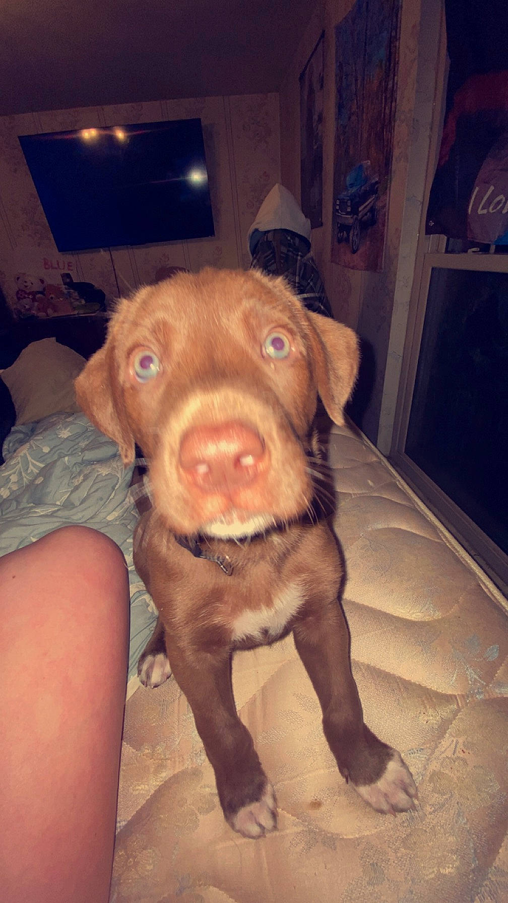 Whiskey is registered to the contest to win money with this photo: canidae, carnivore, companion_dog, dog, dog_breed, ear, fawn, flesh, fur, liver, snout, sporting_group, terrestrial_animal, whiskers, working_animal, wrinkle