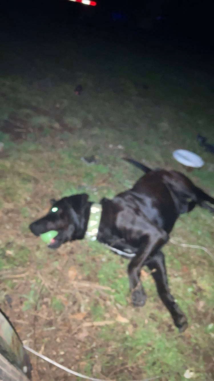 Shadow joined the competition — help win amazing prizes! borador, canidae, carnivore, companion_dog, dog, dog_breed, dog_supply, grass, hunting_dog, plant, snout, sporting_group, tail, terrestrial_animal, working_animal, working_dog