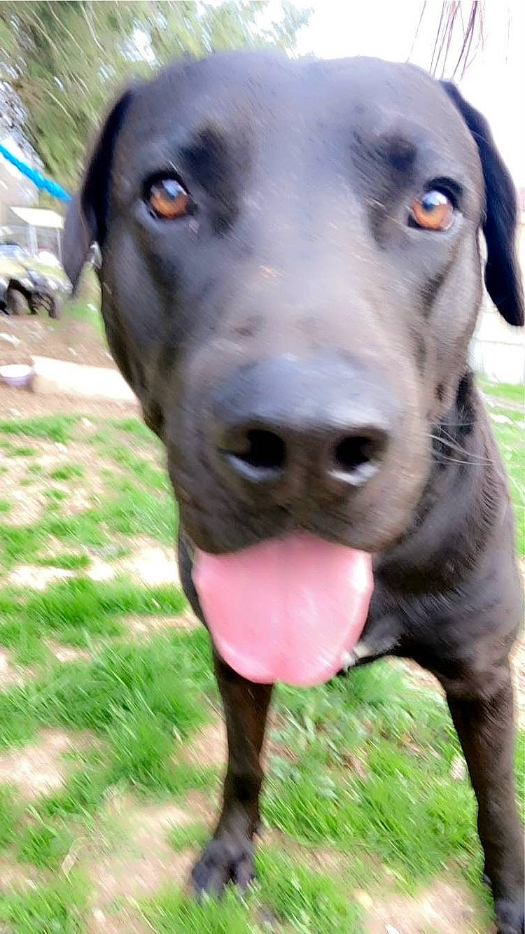 Shadow is registered to the contest to win money with this photo: borador, canidae, carnivore, collar, companion_dog, dog, dog_breed, dog_collar, dog_supply, event, fur, grass, natural_material, pet_supply, snout, sporting_group, terrestrial_animal, whiskers, working_animal, working_dog