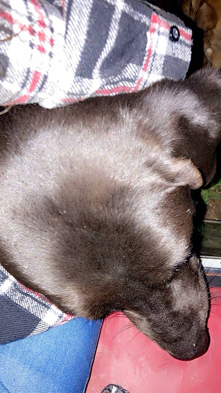 Shadow is registered to the contest to win money with this photo: canidae, carnivore, cat, comfort, dog_breed, domestic_short_haired_cat, electric_blue, fawn, felidae, fur, grey, human_leg, nap, pattern, small_to_medium_sized_cats, snout, sporting_group, tail, whiskers, white