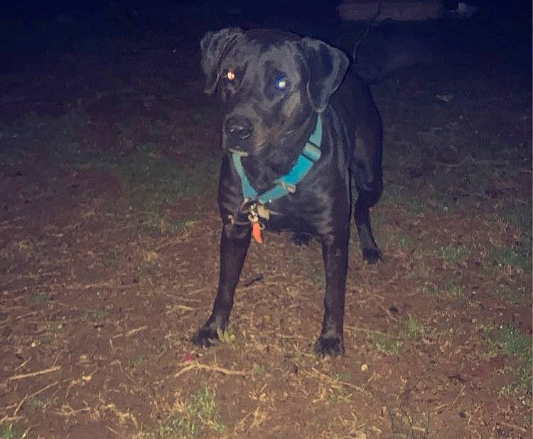 Shadow joined the competition — help win amazing prizes! borador, canidae, carnivore, collar, companion_dog, dog, dog_breed, dog_collar, electric_blue, fawn, grass, guard_dog, gun_dog, personal_protective_equipment, pet_supply, plant, snout, tail, terrestrial_animal, working_animal