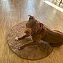dog, brown_dog, pet, indoor, wooden_floor, rug, curious_expression, animal, canine, looking_up, ears, flooring, furniture_leg, sunlight, home, domestic, mammal, companion, resting, lying_down