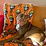 Satana participe au concours pour gagner de l'argent avec cette photo : dog, brown_dog, lounge, blanket, orange_blanket, cartoon_characters, sunlight, indoor, sofa, pet, animal, relaxed, fur, ears, nose, eyes, paw, resting, cozy, comfortable