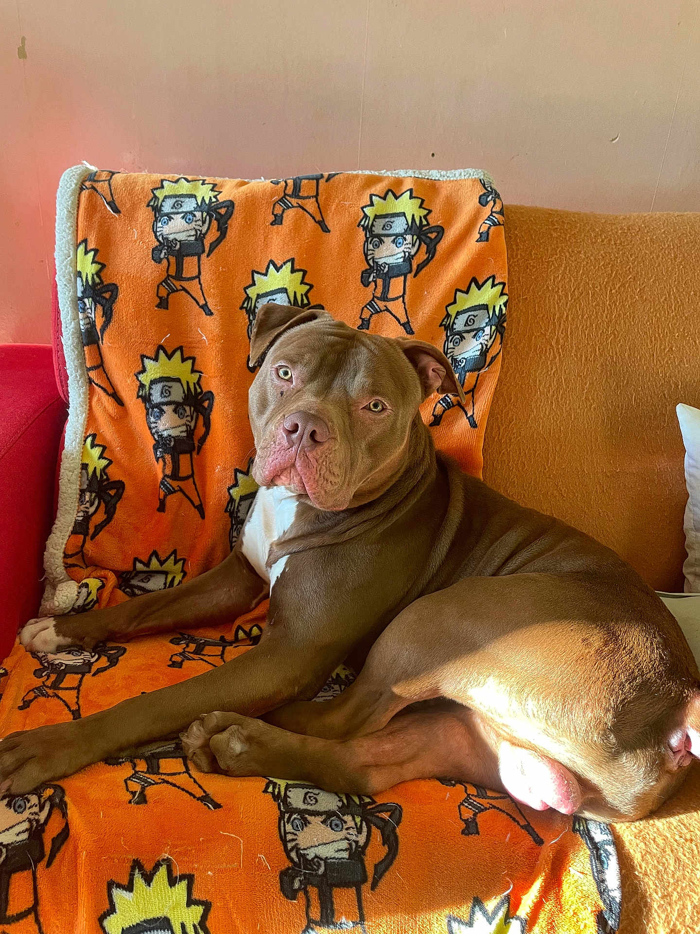 Satana participe au concours pour gagner de l'argent avec cette photo : dog, brown_dog, lounge, blanket, orange_blanket, cartoon_characters, sunlight, indoor, sofa, pet, animal, relaxed, fur, ears, nose, eyes, paw, resting, cozy, comfortable