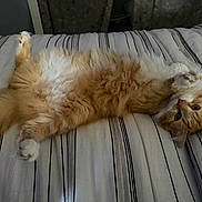 Fuzzy Nuts is registered to the contest to win money with this photo: cat, orange_cat, white_fur, striped_bedspread, bed, fluffy, pet, animal, lying_down, playful, domestic_cat, whiskers, paws, fur, relaxed, indoor, cute, feline, sleepy, cozy